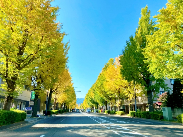 甲州街道イチョウ並木